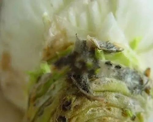 白菜灰霉病,有機(jī)水溶肥
