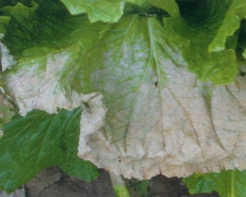 白菜立枯病,大量元素水溶肥 白菜立枯病,大量元素水溶肥