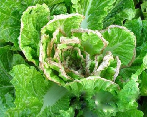 白菜黏菌病,水溶肥企業(yè)廠家