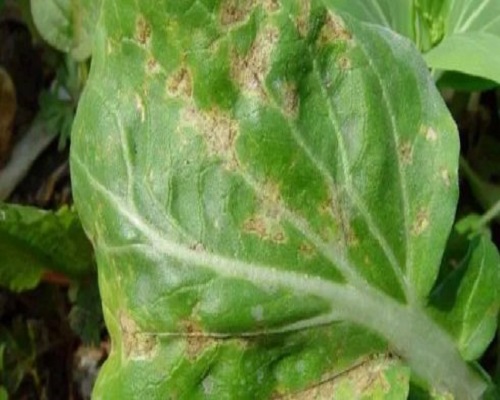白菜黏菌病,進(jìn)口沖施肥 白菜黏菌病,進(jìn)口沖施肥