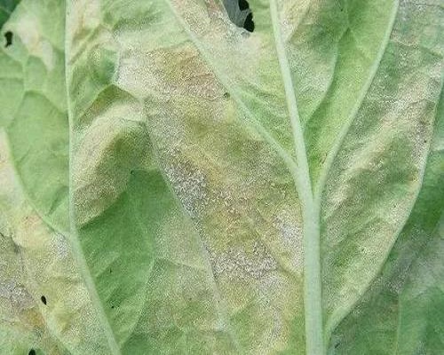 白菜霜霉病,進(jìn)口沖施肥
