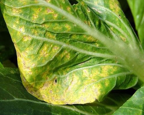 白菜霜霉病,大量元素水溶肥 白菜霜霉病,大量元素水溶肥