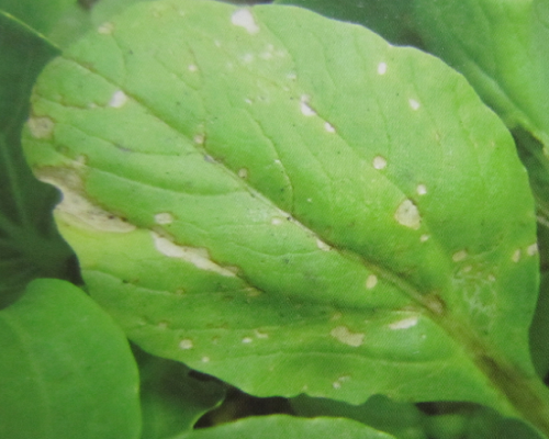 白菜炭疽病,水溶肥廠家排名 白菜炭疽病,水溶肥廠家排名