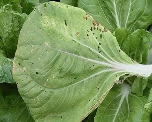 細(xì)菌性褐斑病,葉面肥廠家 細(xì)菌性褐斑病,葉面肥廠家