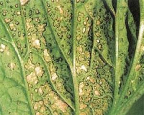 白菜細(xì)菌性黑斑病,水溶沖施肥