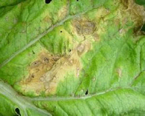 白菜細(xì)菌性黑斑病,葉面肥使用