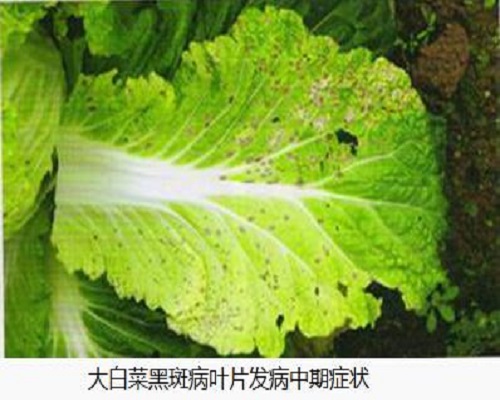 白菜細(xì)菌性黑斑病,水溶肥價(jià)格