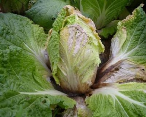 白菜細(xì)菌性軟腐病,有機(jī)水溶肥