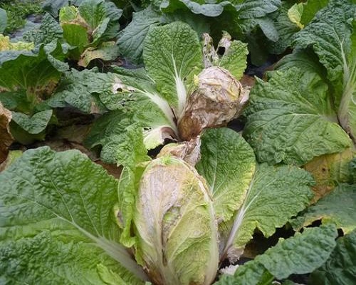 白菜細(xì)菌性軟腐病,沖施肥桶肥 白菜細(xì)菌性軟腐病,沖施肥桶肥
