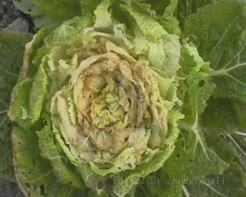白菜疫病,水溶肥設(shè)備廠家排名 白菜疫病,水溶肥設(shè)備廠家排名