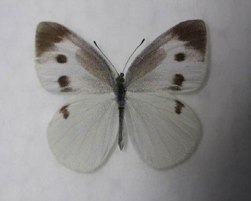 菜粉蝶,水溶肥廠(chǎng)家