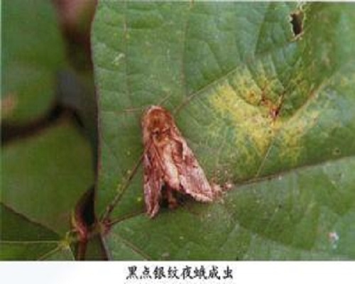 銀紋夜蛾,水溶肥生產(chǎn)廠家 銀紋夜蛾,水溶肥生產(chǎn)廠家