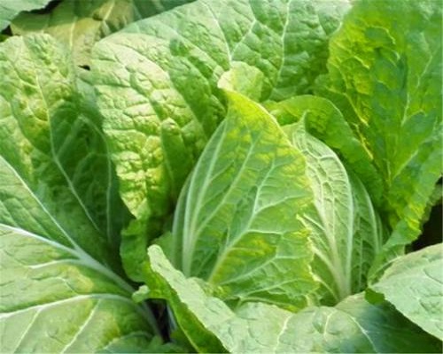 白菜缺鐵,沖施肥價格 白菜缺鐵,沖施肥價格