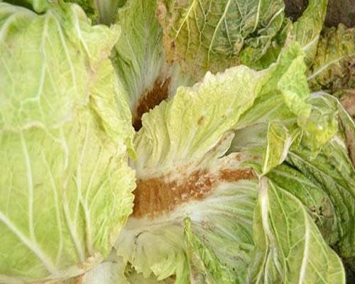 白菜缺鎂,噴施葉面肥 白菜缺鎂,噴施葉面肥