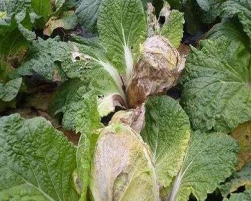 白菜缺錳,進(jìn)口沖施肥 白菜缺錳,進(jìn)口沖施肥