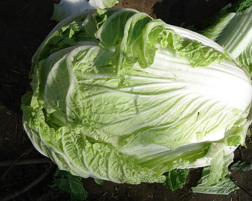 夏白菜,有機(jī)水溶肥 夏白菜,有機(jī)水溶肥