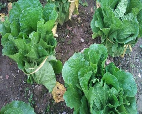 激素藥害解決方案,白菜沖施肥 激素藥害解決方案,白菜沖施肥
