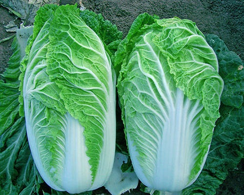 白菜凍害,水溶肥價(jià)格 白菜凍害,水溶肥價(jià)格