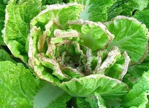 白菜干燒心病,沖施肥價格