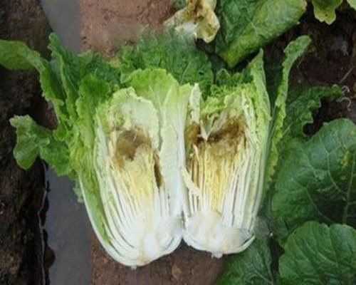 白菜干燒心病,水溶肥價格