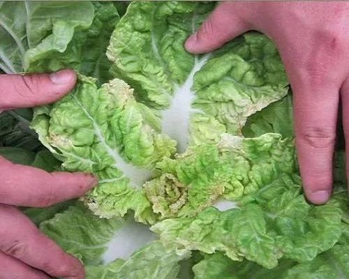 白菜缺鉀癥,氨基酸葉面肥 白菜缺鉀癥,氨基酸葉面肥
