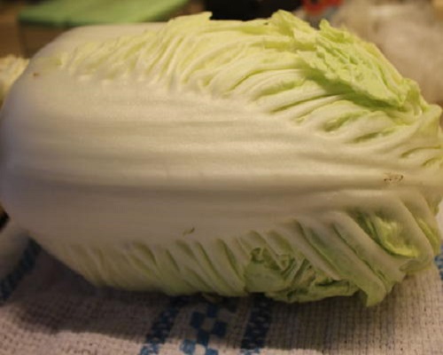 白菜脫幫,水溶肥 白菜脫幫,水溶肥