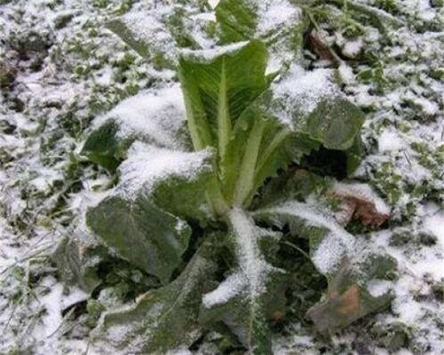 白菜凍害,大量元素水溶肥 白菜凍害,大量元素水溶肥