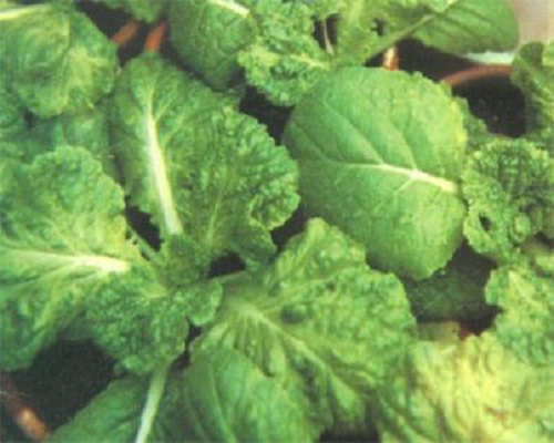 白菜花斑及皺縮,進口沖施肥