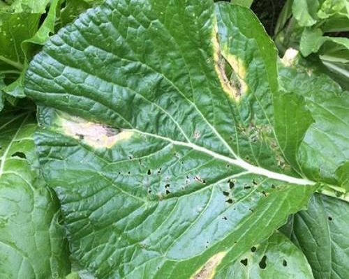 白菜氨害,腐植酸水溶肥廠家