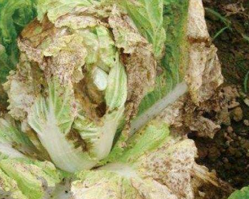 白菜爛疙瘩,果樹(shù)葉面肥