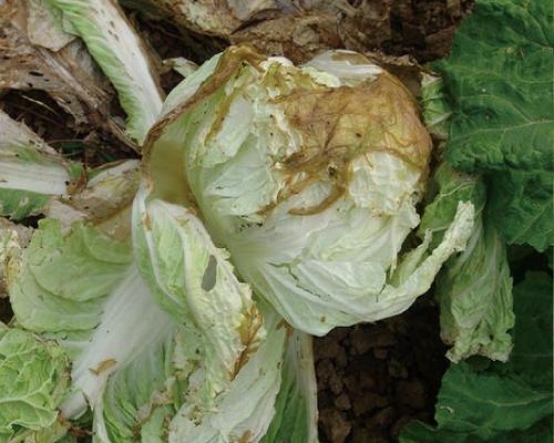 白菜爛疙瘩,大量元素水溶肥 白菜爛疙瘩,大量元素水溶肥