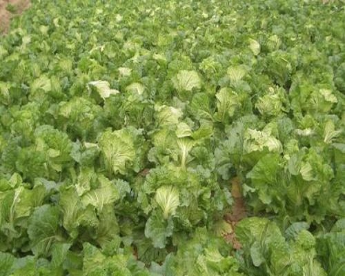 白菜裂球,水溶沖施肥 白菜裂球,水溶沖施肥