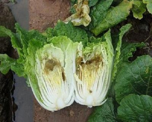 白菜干燒心,保花保果葉面肥