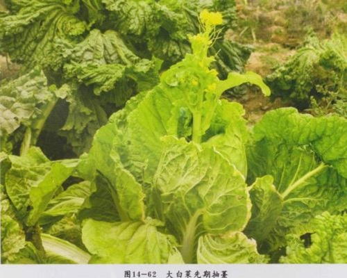 白菜抽薹,葉面肥哪個(gè)好