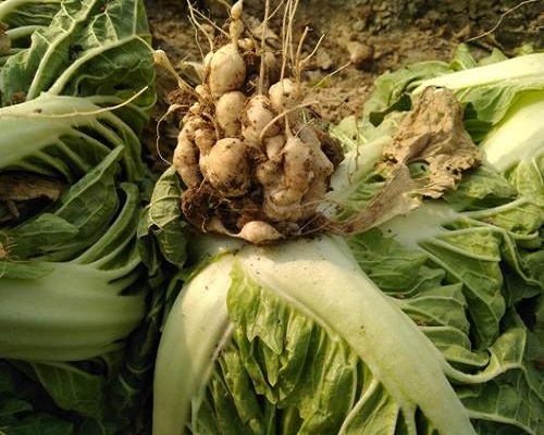 白菜根腫病,進(jìn)口葉面肥 白菜根腫病,進(jìn)口葉面肥