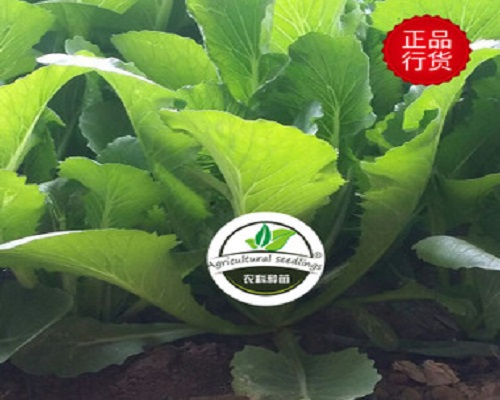 浙白3號(hào),沖施肥配方
