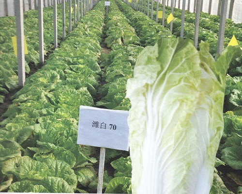 濰白70,水溶肥標(biāo)準(zhǔn)