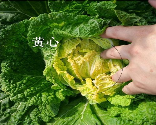 金寶黃,增產葉面肥
