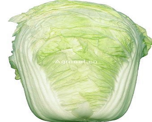 浙白8號(hào),葉面肥噴施注意事項(xiàng)