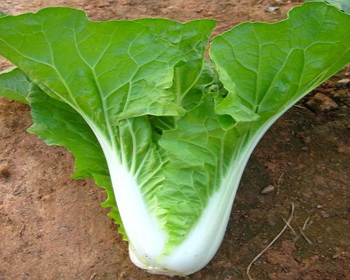 早熟5號(hào)白菜,葉面肥價(jià)格