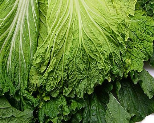 青麻葉白菜,?；ū９~面肥