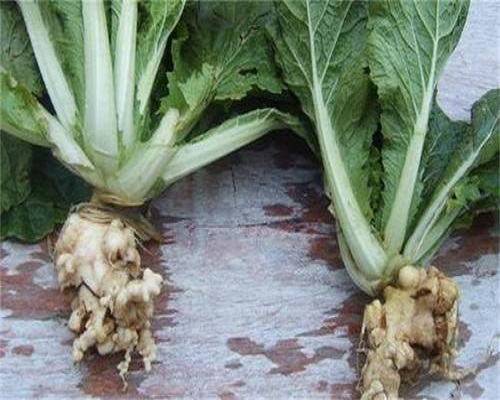 根腫病,國(guó)產(chǎn)最好的水溶肥牌子 根腫病,國(guó)產(chǎn)最好的水溶肥牌子