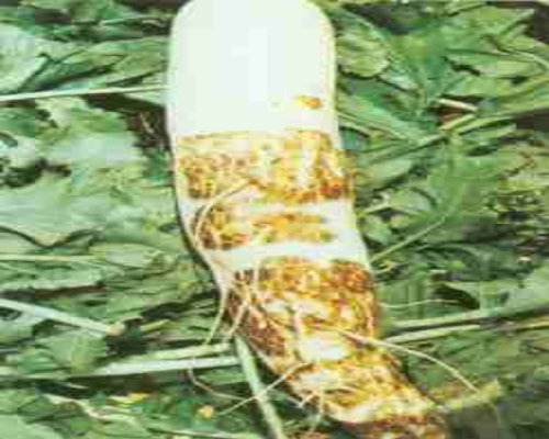 橫紋病,大量元素水溶肥 橫紋病,大量元素水溶肥