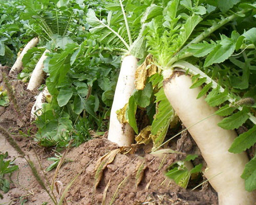菌核病,水溶肥生產(chǎn)廠家