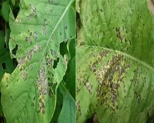 擬黑斑病,氨基酸水溶肥 擬黑斑病,氨基酸水溶肥