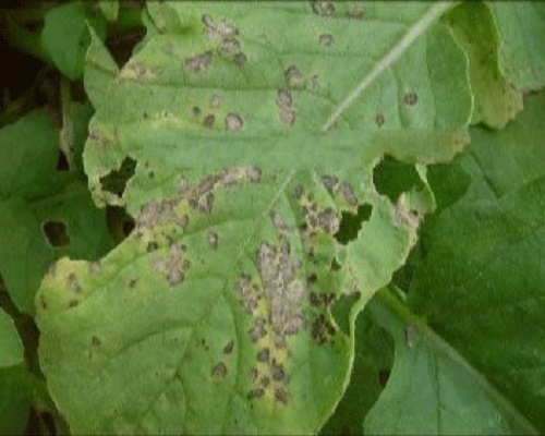 細(xì)菌性黑斑病,葉面肥價格