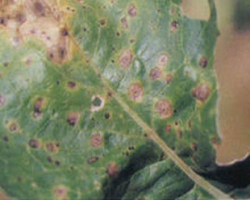 細(xì)菌性黑斑病,沖施肥批發(fā) 細(xì)菌性黑斑病,沖施肥批發(fā)