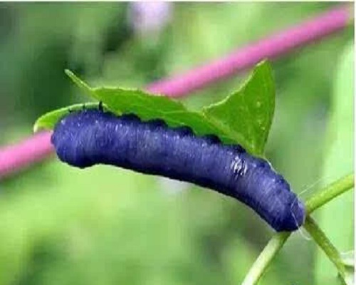 菜葉蜂,腐植酸水溶肥 菜葉蜂,腐植酸水溶肥