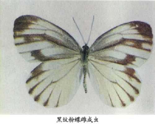 黑紋粉蝶,葉面肥價格