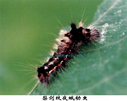 梨劍紋夜蛾,水溶肥是什么肥料 梨劍紋夜蛾,水溶肥是什么肥料